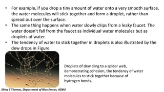 • For example, if you drop a tiny amount of water onto a very smooth surface,
the water molecules will stick together and form a droplet, rather than
spread out over the surface.
• The same thing happens when water slowly drips from a leaky faucet. The
water doesn't fall from the faucet as individual water molecules but as
droplets of water.
• The tendency of water to stick together in droplets is also illustrated by the
dew drops in Figure
Droplets of dew cling to a spider web,
demonstrating cohesion, the tendency of water
molecules to stick together because of
hydrogen bonds.
Shiny C Thomas, Department of Biosciences, ADBU
 