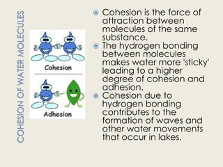  Cohesion is the force of
  attraction between
  molecules of the same
  substance.
 The hydrogen bonding
  between molecules
  makes water more 'sticky'
  leading to a higher
  degree of cohesion and
  adhesion.
 Cohesion due to
  hydrogen bonding
  contributes to the
  formation of waves and
  other water movements
  that occur in lakes.
 