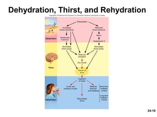 24-10
Dehydration, Thirst, and Rehydration
 