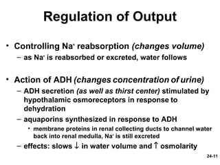 24-11
Regulation of Output
• Controlling Na+
reabsorption (changes volume)
– as Na+
is reabsorbed or excreted, water follows
• Action of ADH (changes concentration of urine)
– ADH secretion (as well as thirst center) stimulated by
hypothalamic osmoreceptors in response to
dehydration
– aquaporins synthesized in response to ADH
• membrane proteins in renal collecting ducts to channel water
back into renal medulla, Na+
is still excreted
– effects: slows ↓ in water volume and ↑ osmolarity
 