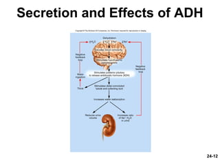 24-12
Secretion and Effects of ADH
 