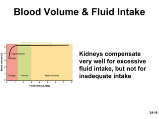 24-16
Blood Volume & Fluid Intake
Kidneys compensate
very well for excessive
fluid intake, but not for
inadequate intake
 