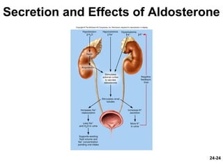 24-24
Secretion and Effects of Aldosterone
 