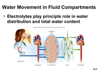 24-4
Water Movement in Fluid Compartments
• Electrolytes play principle role in water
distribution and total water content
 