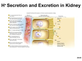 24-43
H+
Secretion and Excretion in Kidney
 