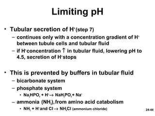 24-44
Limiting pH
• Tubular secretion of H+
(step 7)
– continues only with a concentration gradient of H+
between tubule cells and tubular fluid
– if H+
concentration ↑ in tubular fluid, lowering pH to
4.5, secretion of H+
stops
• This is prevented by buffers in tubular fluid
– bicarbonate system
– phosphate system
• Na2HPO4 + H+
→ NaH2PO4 + Na+
– ammonia (NH3),from amino acid catabolism
• NH3 + H+
and Cl-
→ NH4Cl (ammonium chloride)
 