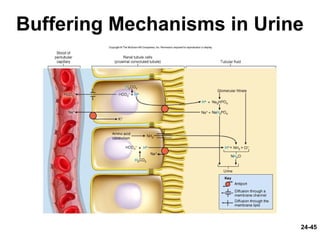 24-45
Buffering Mechanisms in Urine
 