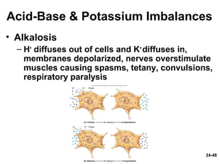 24-48
Acid-Base & Potassium Imbalances
• Alkalosis
– H+
diffuses out of cells and K+
diffuses in,
membranes depolarized, nerves overstimulate
muscles causing spasms, tetany, convulsions,
respiratory paralysis
 