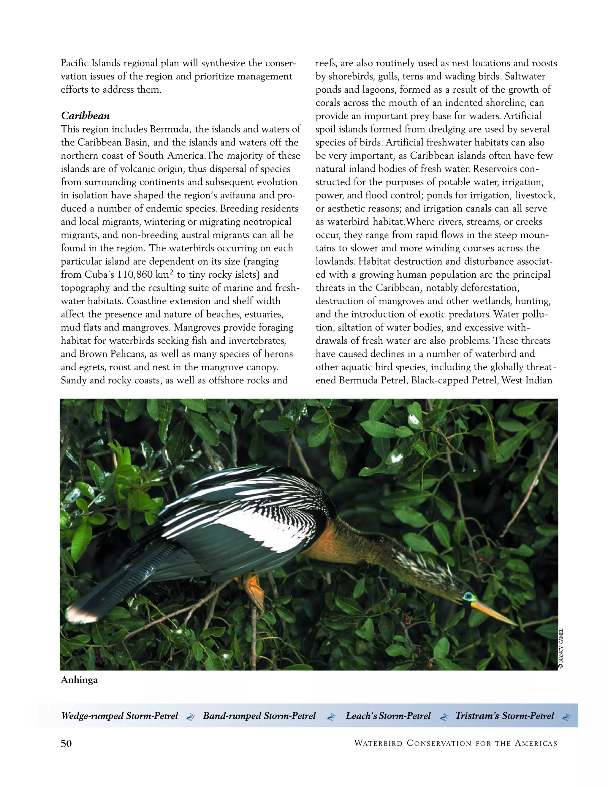 Pacific Islands regional plan will synthesize the conser-   reefs, are also routinely used as nest locations and roosts
vation issues of the region and prioritize management       by shorebirds, gulls, terns and wading birds. Saltwater
efforts to address them.                                    ponds and lagoons, formed as a result of the growth of
                                                            corals across the mouth of an indented shoreline, can
Caribbean                                                   provide an important prey base for waders. Artificial
This region includes Bermuda, the islands and waters of     spoil islands formed from dredging are used by several
the Caribbean Basin, and the islands and waters off the     species of birds. Artificial freshwater habitats can also
northern coast of South America.The majority of these       be very important, as Caribbean islands often have few
islands are of volcanic origin, thus dispersal of species   natural inland bodies of fresh water. Reservoirs con-
from surrounding continents and subsequent evolution        structed for the purposes of potable water, irrigation,
in isolation have shaped the region’s avifauna and pro-     power, and flood control; ponds for irrigation, livestock,
duced a number of endemic species. Breeding residents       or aesthetic reasons; and irrigation canals can all serve
and local migrants, wintering or migrating neotropical      as waterbird habitat.Where rivers, streams, or creeks
migrants, and non-breeding austral migrants can all be      occur, they range from rapid flows in the steep moun-
found in the region. The waterbirds occurring on each       tains to slower and more winding courses across the
particular island are dependent on its size (ranging        lowlands. Habitat destruction and disturbance associat-
from Cuba’s 110,860 km 2 to tiny rocky islets) and          ed with a growing human population are the principal
topography and the resulting suite of marine and fresh-     threats in the Caribbean, notably deforestation,
water habitats. Coastline extension and shelf width         destruction of mangroves and other wetlands, hunting,
affect the presence and nature of beaches, estuaries,       and the introduction of exotic predators. Water pollu-
mud flats and mangroves. Mangroves provide foraging         tion, siltation of water bodies, and excessive with-
habitat for waterbirds seeking fish and invertebrates,      drawals of fresh water are also problems. These threats
and Brown Pelicans, as well as many species of herons       have caused declines in a number of waterbird and
and egrets, roost and nest in the mangrove canopy.          other aquatic bird species, including the globally threat-
Sandy and rocky coasts, as well as offshore rocks and       ened Bermuda Petrel, Black-capped Petrel, West Indian




Anhinga


Wedge-rumped Storm-Petrel b Band-rumped Storm-Petrel          b    Leach’s Storm-Petrel b Tristram’s Storm-Petrel b

50                                                                   WAT E R B I R D C O N S E RVAT I O N   FOR THE   A M E R I CA S
 