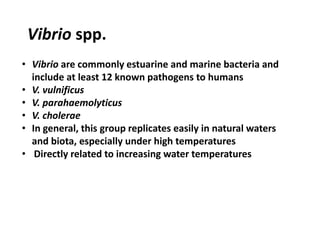 • Vibrio are commonly estuarine and marine bacteria and
include at least 12 known pathogens to humans
• V. vulnificus
• V. parahaemolyticus
• V. cholerae
• In general, this group replicates easily in natural waters
and biota, especially under high temperatures
• Directly related to increasing water temperatures
Vibrio spp.
 