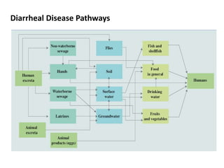 Diarrheal Disease Pathways
 