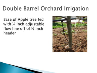 Double Barrel Orchard Irrigation<br />Base of Apple tree fed with ¼ inch adjustable flow line off of ½ inch header<br />
