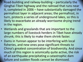 • Road-building and railway-building – particularly the
Qinghai-Tibet highway and the railroad that runs near
it, completed in 2006 – have substantially damaged the
permafrost layer in adjacent areas; the permafrost, in
turn, protects a series of underground lakes, so this is
likely to exacerbate an already worrisome drying trend
in the region.
• Wetlands and grasslands that are important to the
large numbers of livestock herders in Tibet have already
shrunk; this is likely to make them shrink faster.
• Dams in Yunnan appear to be interfering with local
fisheries, and new ones pose significant threats to
China’s greatest concentration of biodiversity. And since
much of this region is seismically quite active, the risk
of an earthquake precipitating a catastrophic dam
failure and sudden floods cannot be dismissed.
 