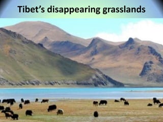 Tibet’s disappearing grasslands
 