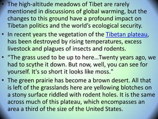 • The high-altitude meadows of Tibet are rarely
mentioned in discussions of global warming, but the
changes to this ground have a profound impact on
Tibetan politics and the world’s ecological security.
• In recent years the vegetation of the Tibetan plateau,
has been destroyed by rising temperatures, excess
livestock and plagues of insects and rodents.
• “The grass used to be up to here…Twenty years ago, we
had to scythe it down. But now, well, you can see for
yourself. It's so short it looks like moss."
• The green prairie has become a brown desert. All that
is left of the grasslands here are yellowing blotches on
a stony surface riddled with rodent holes. It is the same
across much of this plateau, which encompasses an
area a third of the size of the United States.
 