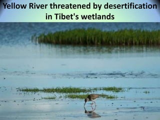 Yellow River threatened by desertification
in Tibet's wetlands
 