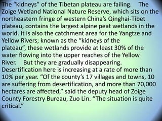 The “kidneys” of the Tibetan plateau are failing.  The
Zoige Wetland National Nature Reserve, which sits on the
northeastern fringe of western China’s Qinghai-Tibet
plateau, contains the largest alpine peat wetlands in the
world. It is also the catchment area for the Yangtze and
Yellow Rivers; known as the “kidneys of the
plateau”, these wetlands provide at least 30% of the
water flowing into the upper reaches of the Yellow
River.  But they are gradually disappearing.
Desertification here is increasing at a rate of more than
10% per year. “Of the county’s 17 villages and towns, 10
are suffering from desertification, and more than 70,000
hectares are affected,” said the deputy head of Zoige
County Forestry Bureau, Zuo Lin. “The situation is quite
critical.”
 