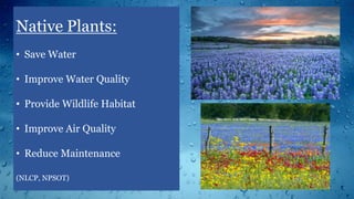 Native Plants:
• Save Water
• Improve Water Quality
• Provide Wildlife Habitat
• Improve Air Quality
• Reduce Maintenance
(NLCP, NPSOT)
 