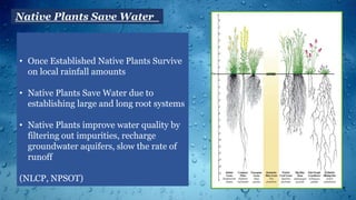 Native Plants Save Water
• Once Established Native Plants Survive
on local rainfall amounts
• Native Plants Save Water due to
establishing large and long root systems
• Native Plants improve water quality by
filtering out impurities, recharge
groundwater aquifers, slow the rate of
runoff
(NLCP, NPSOT)
 