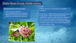 Native Plants Provide Wildlife Habitat
Monarch Butterfly is the best example:
• Only lay eggs on milkweed
• Larvae once hatched only eat milkweed
• Milkweed toxins provide protection for
both larvae and adults from predators
Wildlife Diversity is important for a healthy
ecosystem
Providing for wildlife habitat brings good insects
for the garden which bring birds and other
wildlife that would not exist otherwise. Many of
these insects eat the pesky harmful insects in
your garden like aphids and caterpillars. Healthy
ecosystems allow us to survive, get enough food
to eat and make a living.
 
