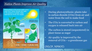 Native Plants Improve Air Quality
• During photosynthesis: plants take
in carbon dioxide (CO2) from air and
water from the soil to make food
• The CO2 is converted to carbon and
oxygen is released back into air
• The carbon is stored (sequestered) in
plant tissue as sugar
• Air quality is improved by the
removal of CO2 – a greenhouse gas
(NLCP, NPSOT)
 