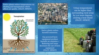 Native plants reduce temperatures via
shading and transpiration which
affects air quality. (NLCP, NPSOT) Urban temperatures
can be higher than
surrounding rural areas
by 5 or more degrees,
creating a heat island
(NLCP, NPSOT)
Native plants reduce
harmful emissions.
Gas powered lawn
equipment produce
harmful air emission =
Reducing turf areas
decreases the use of lawn
equipment
(NLCP, NPSOT)
 