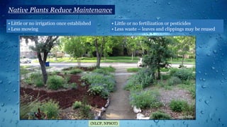 Native Plants Reduce Maintenance
• Little or no irrigation once established
• Less mowing
• Little or no fertilization or pesticides
• Less waste – leaves and clippings may be reused
(NLCP, NPSOT)
 