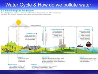 Water Cycle & How do we pollute water
 