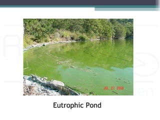 Eutrophic Pond
 