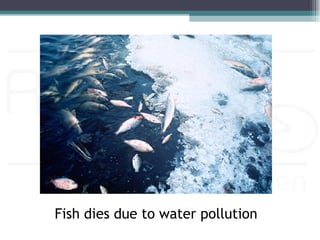 Fish dies due to water pollution
 