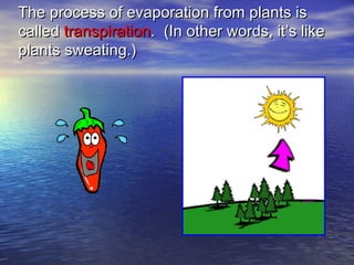 The process of evaporation from plants is
called transpiration. (In other words, it’s like
plants sweating.)