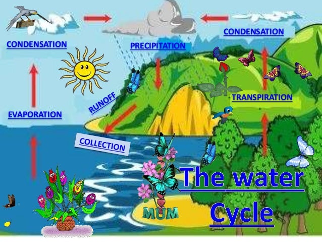 The Water cycle by 