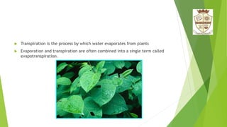  Transpiration is the process by which water evaporates from plants
 Evaporation and transpiration are often combined into a single term called
evapotranspiration.
 