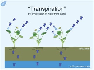 “Transpiration”
the evaporation of water from plants
 