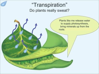 “Transpiration”
Do plants really sweat?
Plants like me release water
to supply photosynthesis,
bring minerals up from the
roots, and cool ourselves off.
 