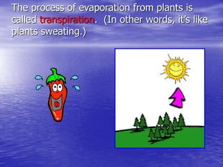 The process of evaporation from plants is
called transpiration. (In other words, it’s like
plants sweating.)
 