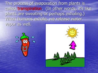 The process of evaporation from plants is
called transpiration. (In other words, it’s like
plants are sweating or perhaps exhaling.)
When humans exhale, we release water
vapor as well.
 