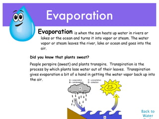 Evaporation
  •   Evaporation is when the sun heats up water in rivers or
       lakes or the ocean and turns it into vapor or steam. The water
       vapor or steam leaves the river, lake or ocean and goes into the
       air.

Did you know that plants sweat?
People perspire (sweat) and plants transpire.  Transpiration is the
process by which plants lose water out of their leaves.  Transpiration
gives evaporation a bit of a hand in getting the water vapor back up into
the air.




                                                                 Back to
                                                                  Water
 