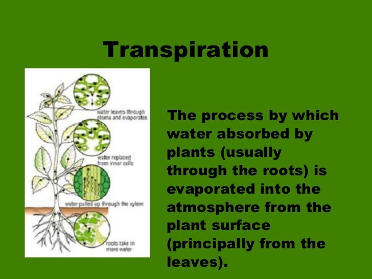 Water Cycle[1] Power Point