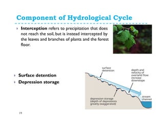 Component of Hydrological Cycle
19
Interception refers to precipitation that does
not reach the soil, but is instead intercepted by
the leaves and branches of plants and the forest
floor.
Surface detention
Depression storage
 