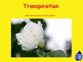 Transpiration Just as we sweat, so do plants!  Return to Table of Contents 