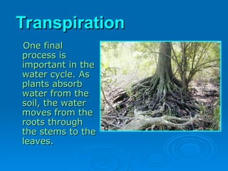 Transpiration
Transpiration
One final
One final
process is
process is
important in the
important in the
water cycle. As
water cycle. As
plants absorb
plants absorb
water from the
water from the
soil, the water
soil, the water
moves from the
moves from the
roots through
roots through
the stems to the
the stems to the
leaves.
leaves.
 