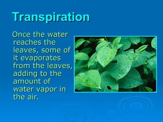 Transpiration
Transpiration
Once the water
Once the water
reaches the
reaches the
leaves, some of
leaves, some of
it evaporates
it evaporates
from the leaves,
from the leaves,
adding to the
adding to the
amount of
amount of
water vapor in
water vapor in
the air.
the air.
 