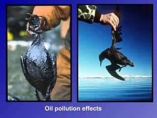 Oil pollution effects
 
