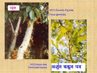 V011-Country Fig tree
                    Ficus glomirata




 V012-Arjun tree
Terminalia arjuna
 