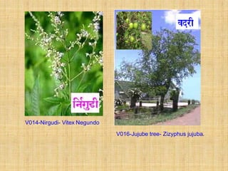 V014-Nirgudi- Vitex Negundo

                              V016-Jujube tree- Zizyphus jujuba.
 