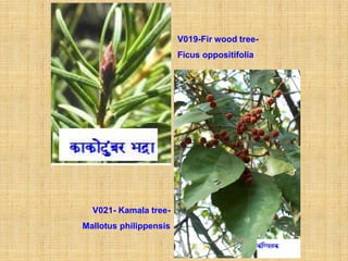 V019-Fir wood tree-
                        Ficus oppositifolia




  V021- Kamala tree-
Mallotus philippensis
 
