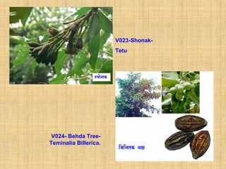 V023-Shonak-
                       Tetu




 V024- Behda Tree-
Teminalia Billerica.
 
