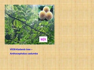 V038-Kadamb tree –
Anthocephalus cadumba
 
