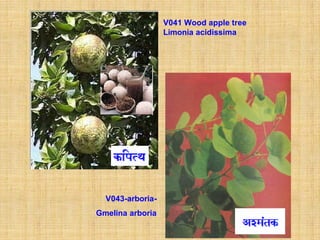 V041 Wood apple tree
                  Limonia acidissima




  V043-arboria-
Gmelina arboria
 